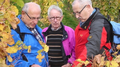 Weingebiete in Weinstadt im Remstal